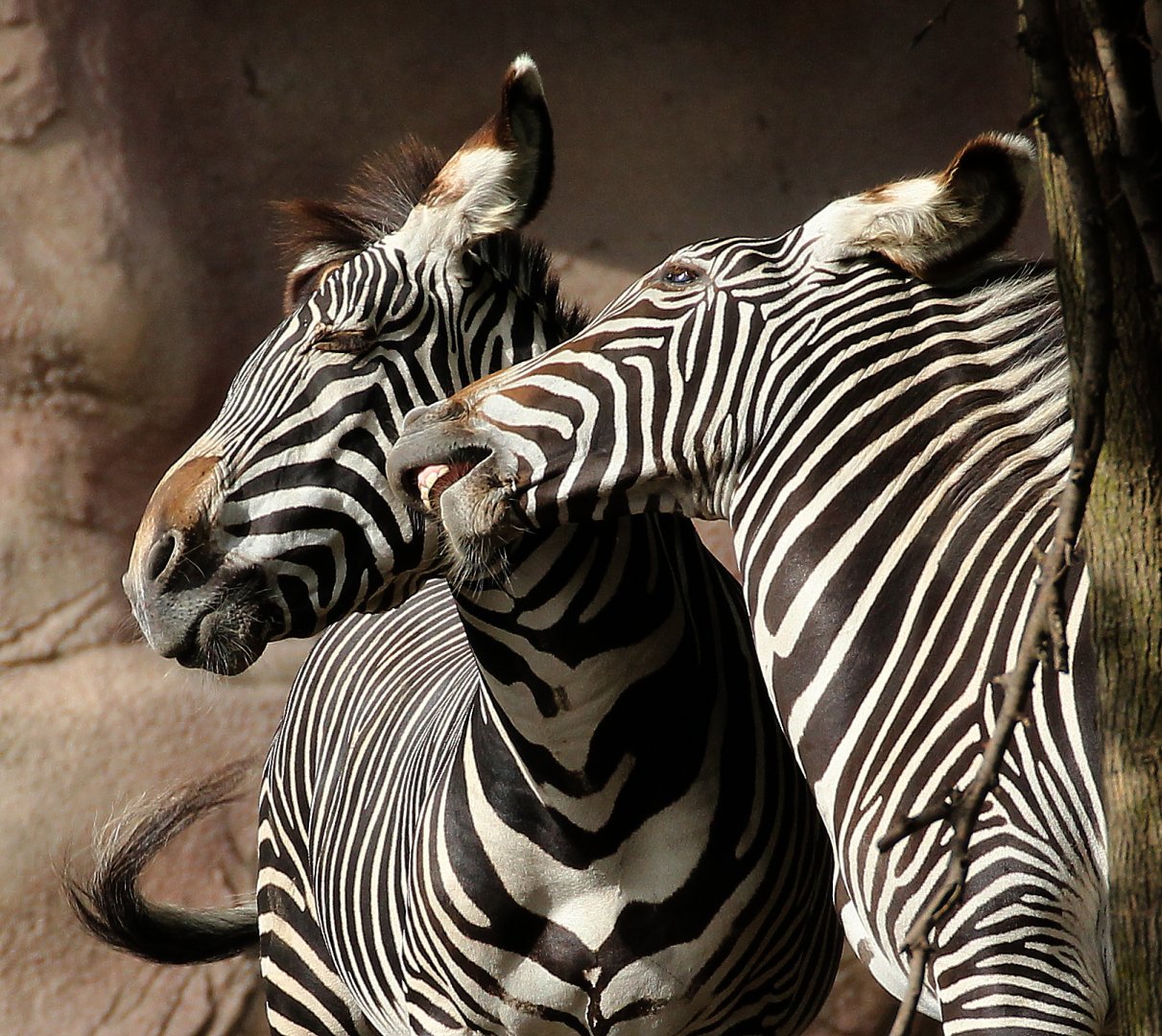 Detroit Zoo - Grevy's Zebras - October, 2016
