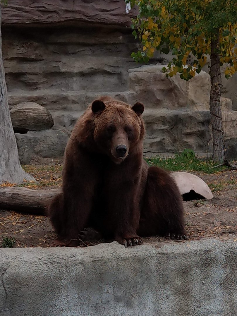 Detroit Zoo Grizzly Bear 2020