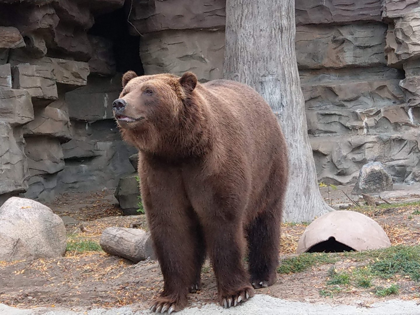 Detroit Zoo Grizzly Bear 2020