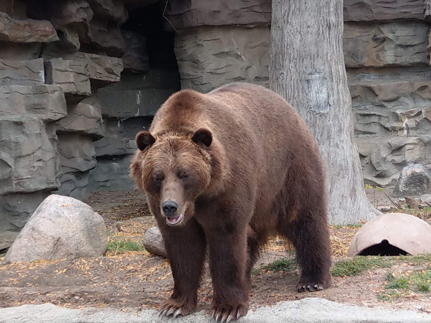 Detroit Zoo Grizzly Bear 2020