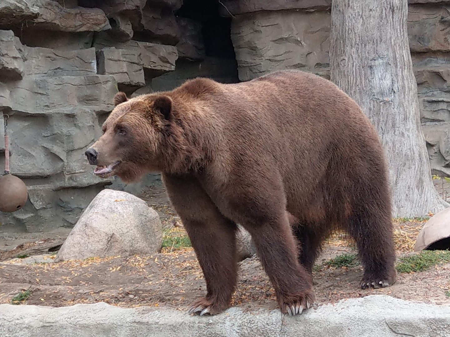 Detroit Zoo Grizzly Bear 2020