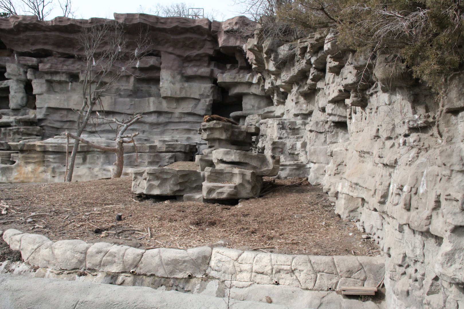 Detroit Zoo - Grizzly Bear exhibit
