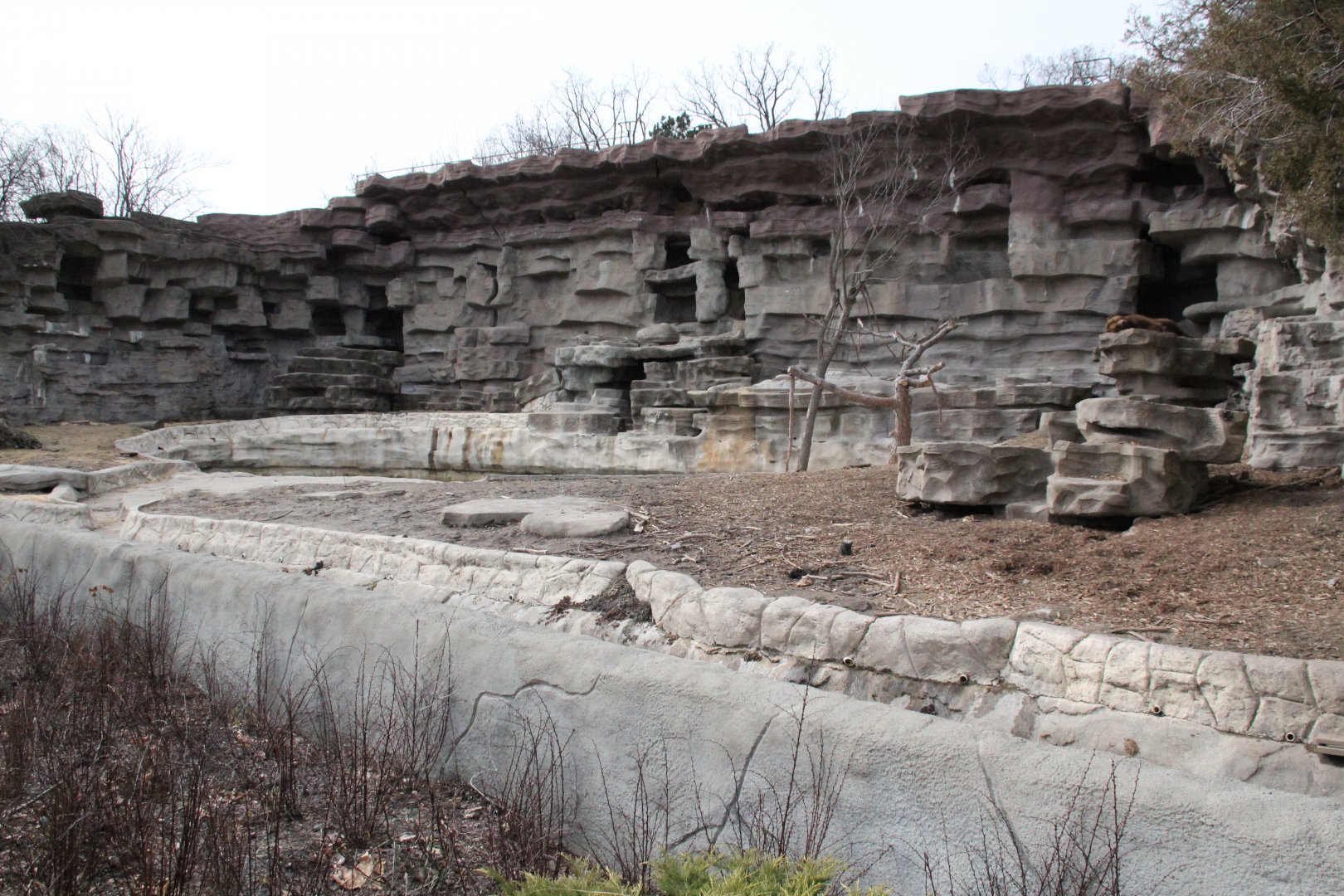 Detroit Zoo - Grizzly Bear exhibit