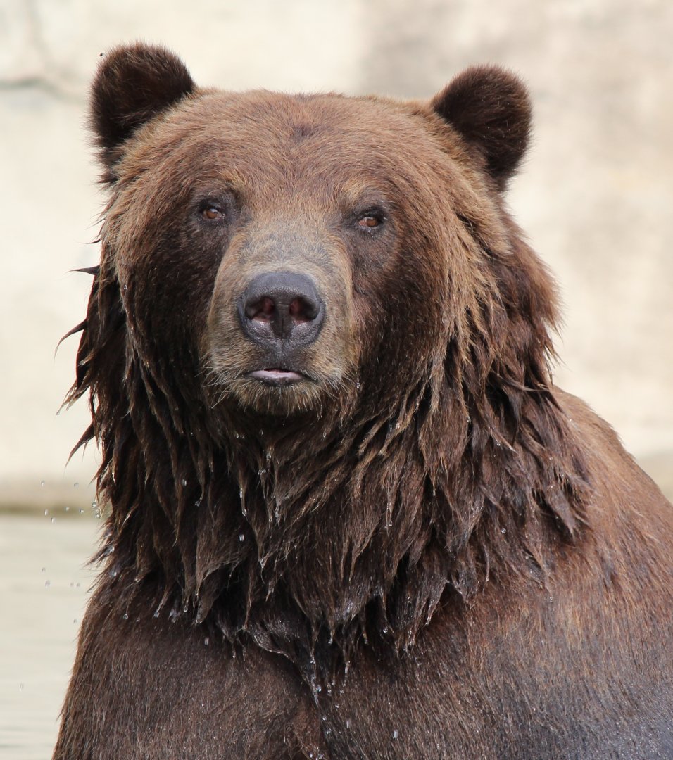 Detroit Zoo - Grizzly Bear - July, 2016