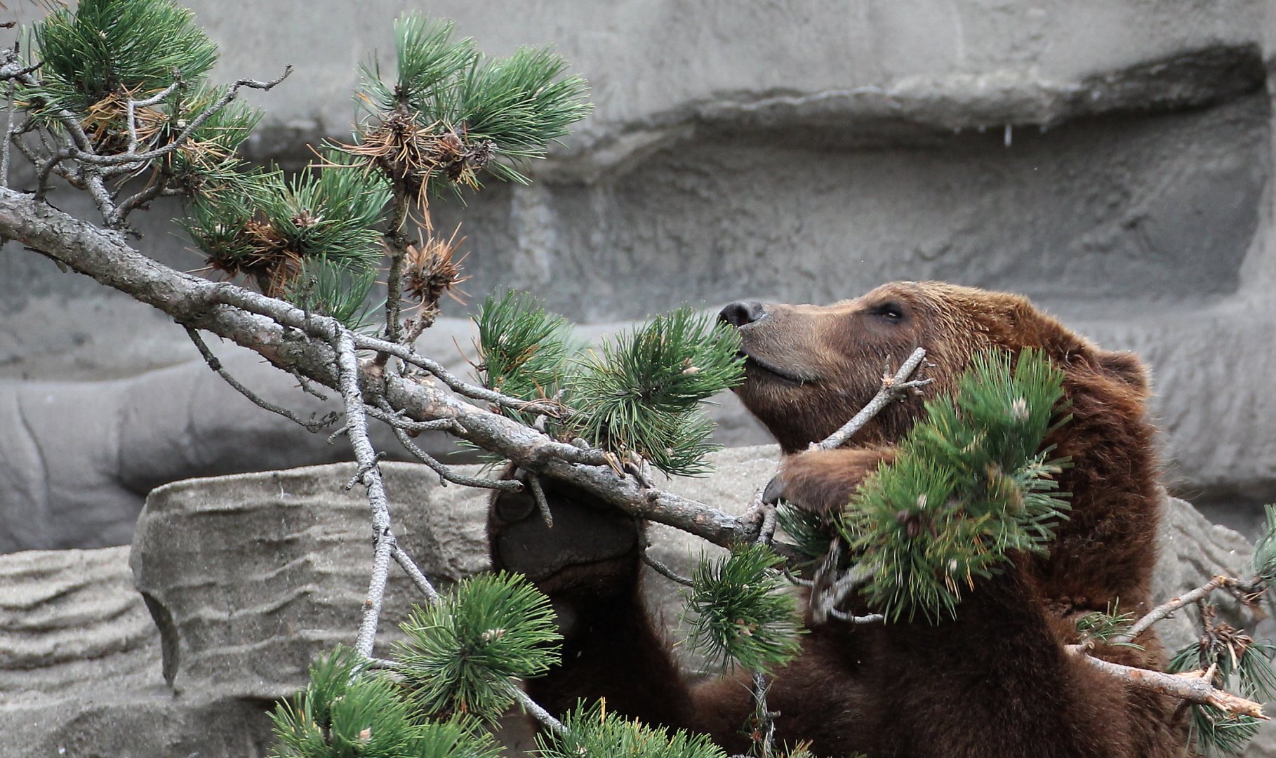 Detroit Zoo - Grizzly Bear - October, 2016