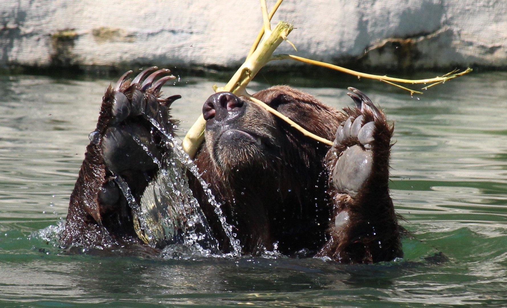 Detroit Zoo - Grizzly Bear - September, 2016