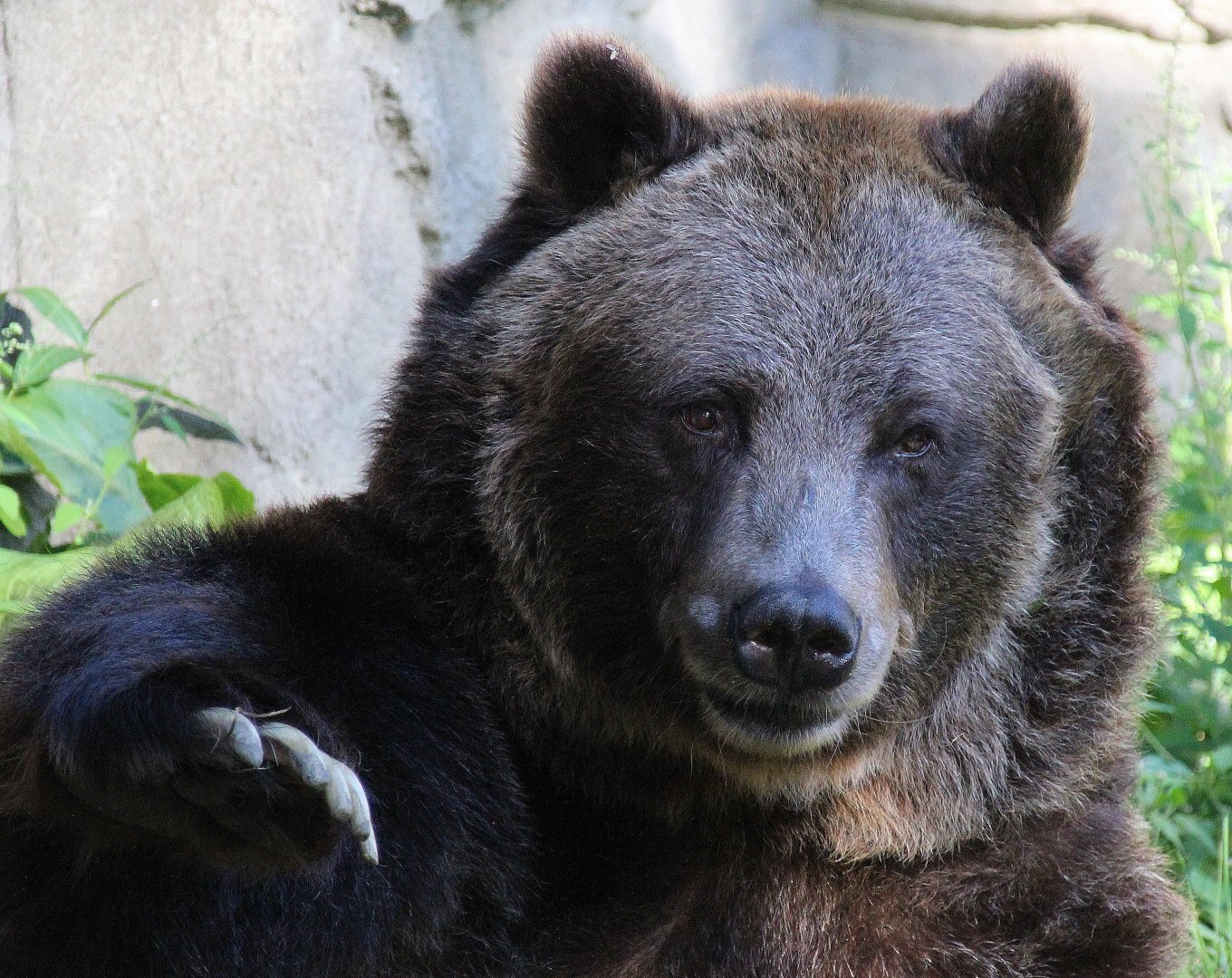 Detroit Zoo - Grizzly(?) Bear - September, 2016