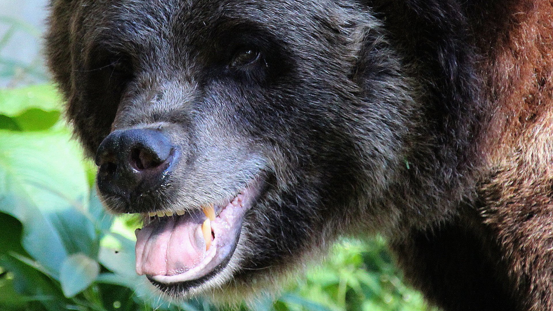 Detroit Zoo - Grizzly(?) Bear - September, 2016