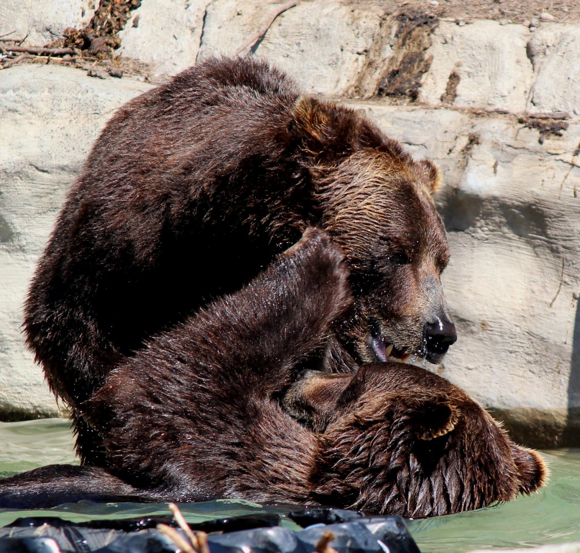 Detroit Zoo - Grizzly Bears - June, 2016