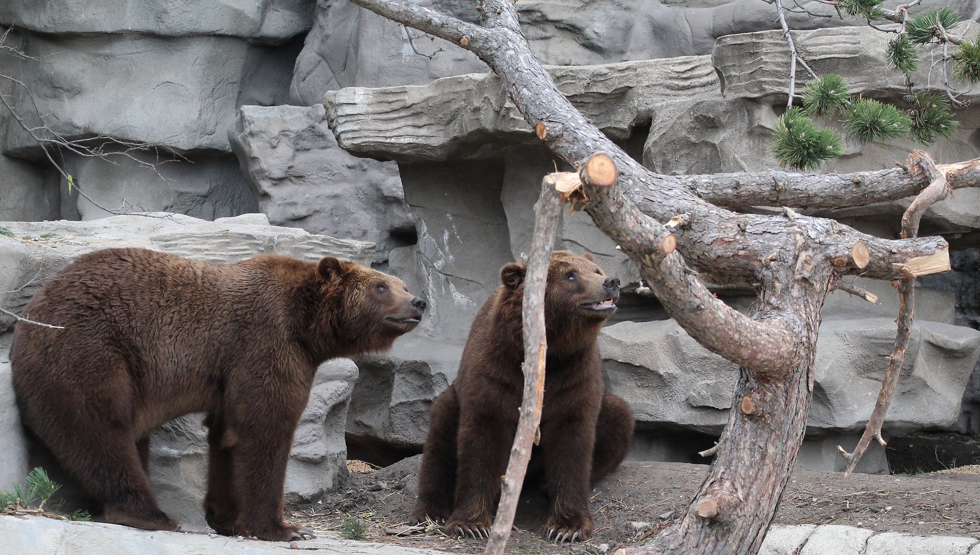 Detroit Zoo - Grizzly Bears - October, 2016