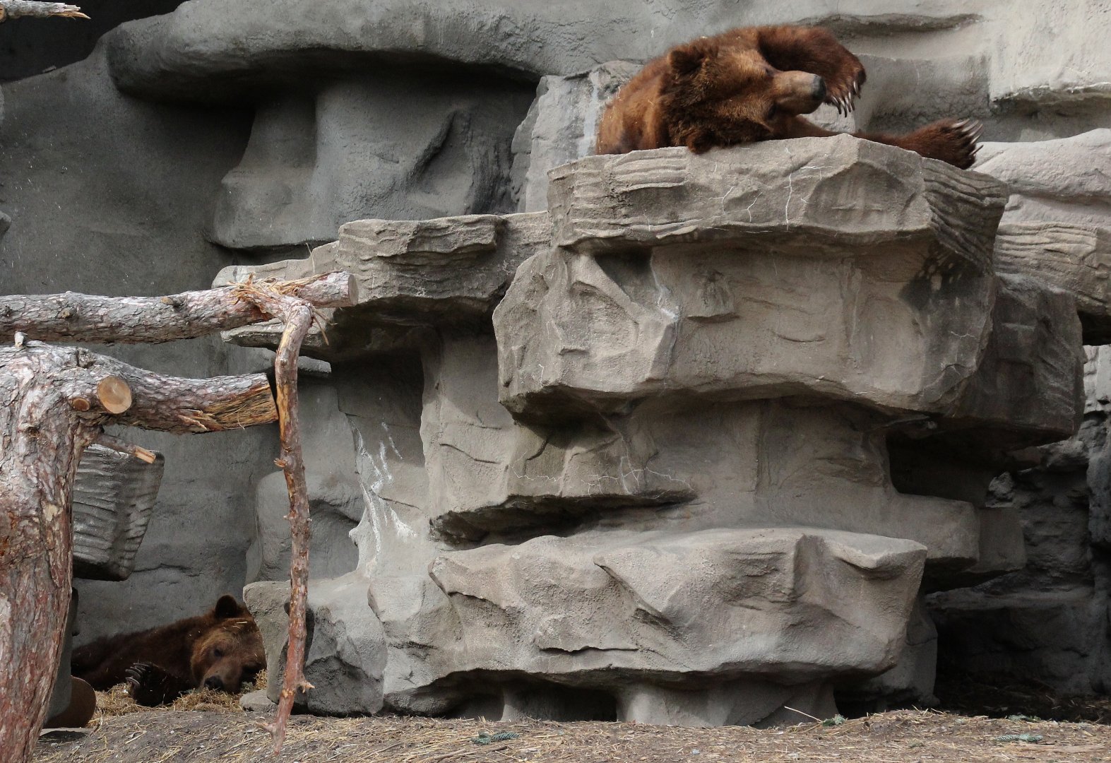 Detroit Zoo - Grizzly Bears