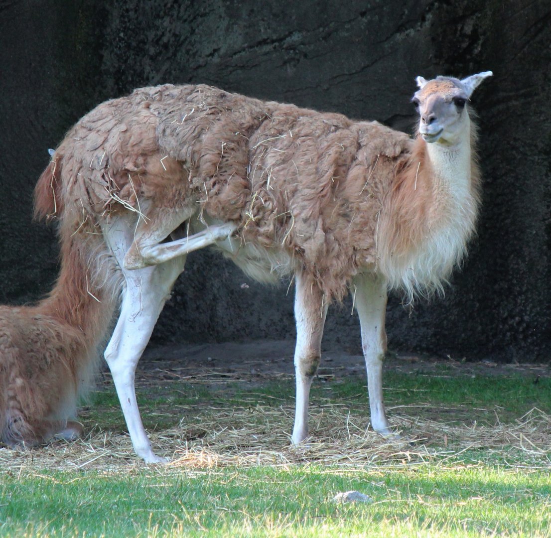 Detroit Zoo - Guanaco - July, 2016