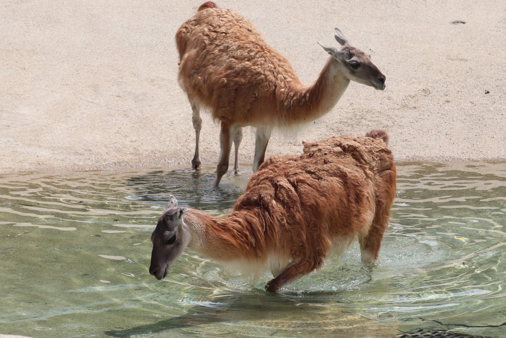 Detroit Zoo - Guanaco