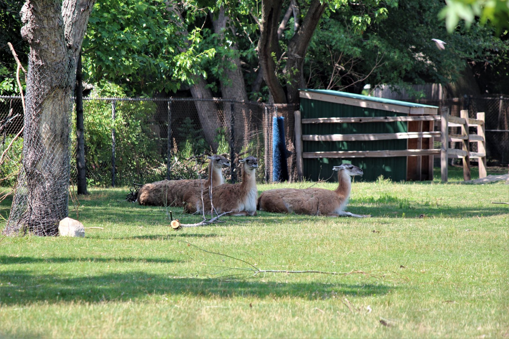 Detroit Zoo - Guanacos - July, 2016