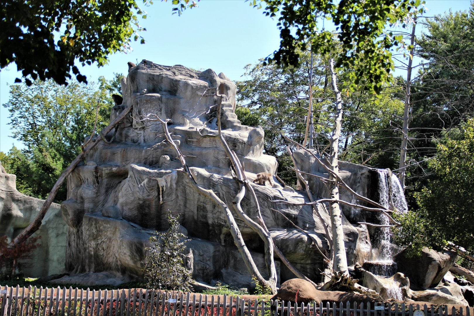 Detroit Zoo - Japanese Macaque habitat - Summer, 2016