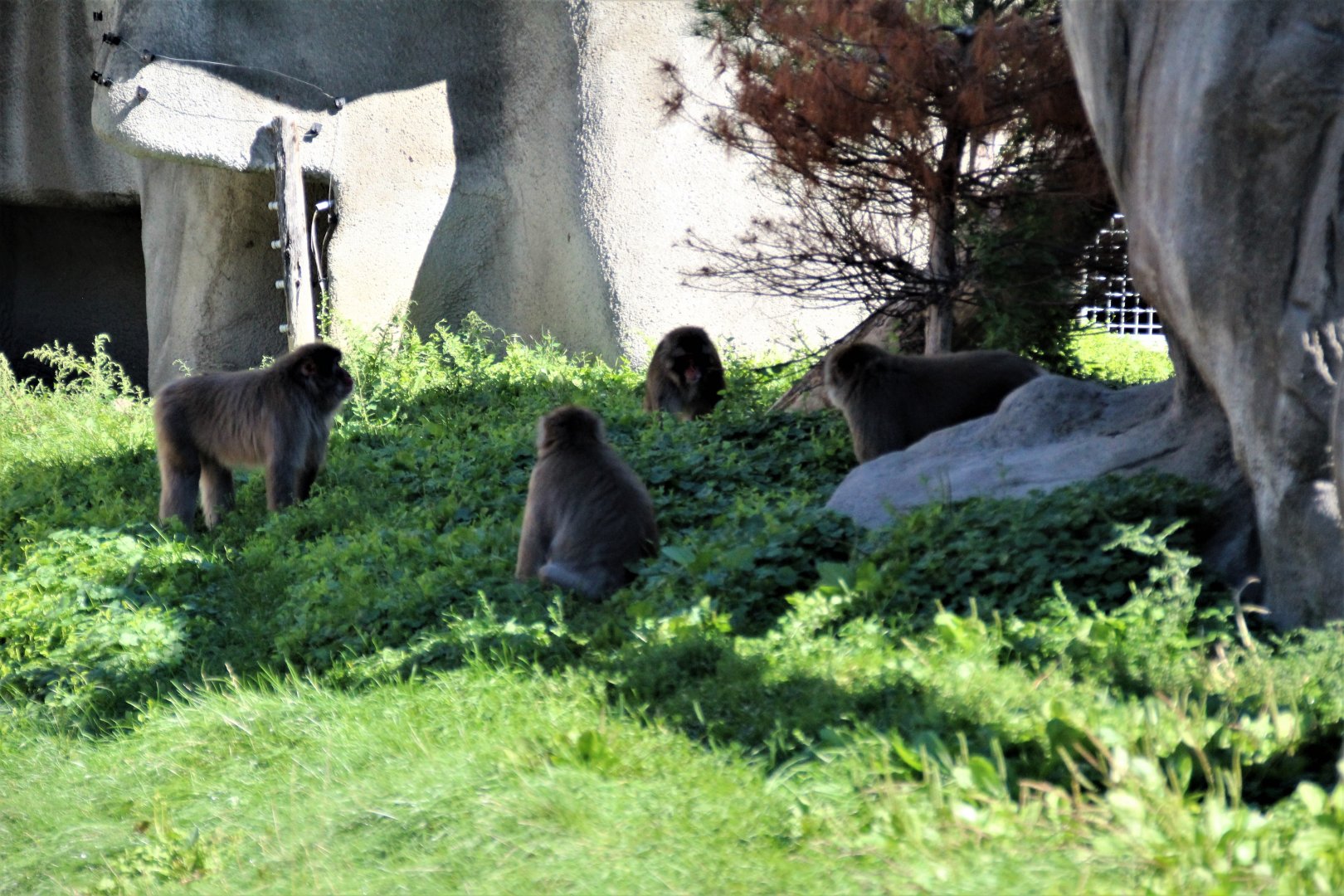 Detroit Zoo - Japanese Macaque habitat - Summer, 2016