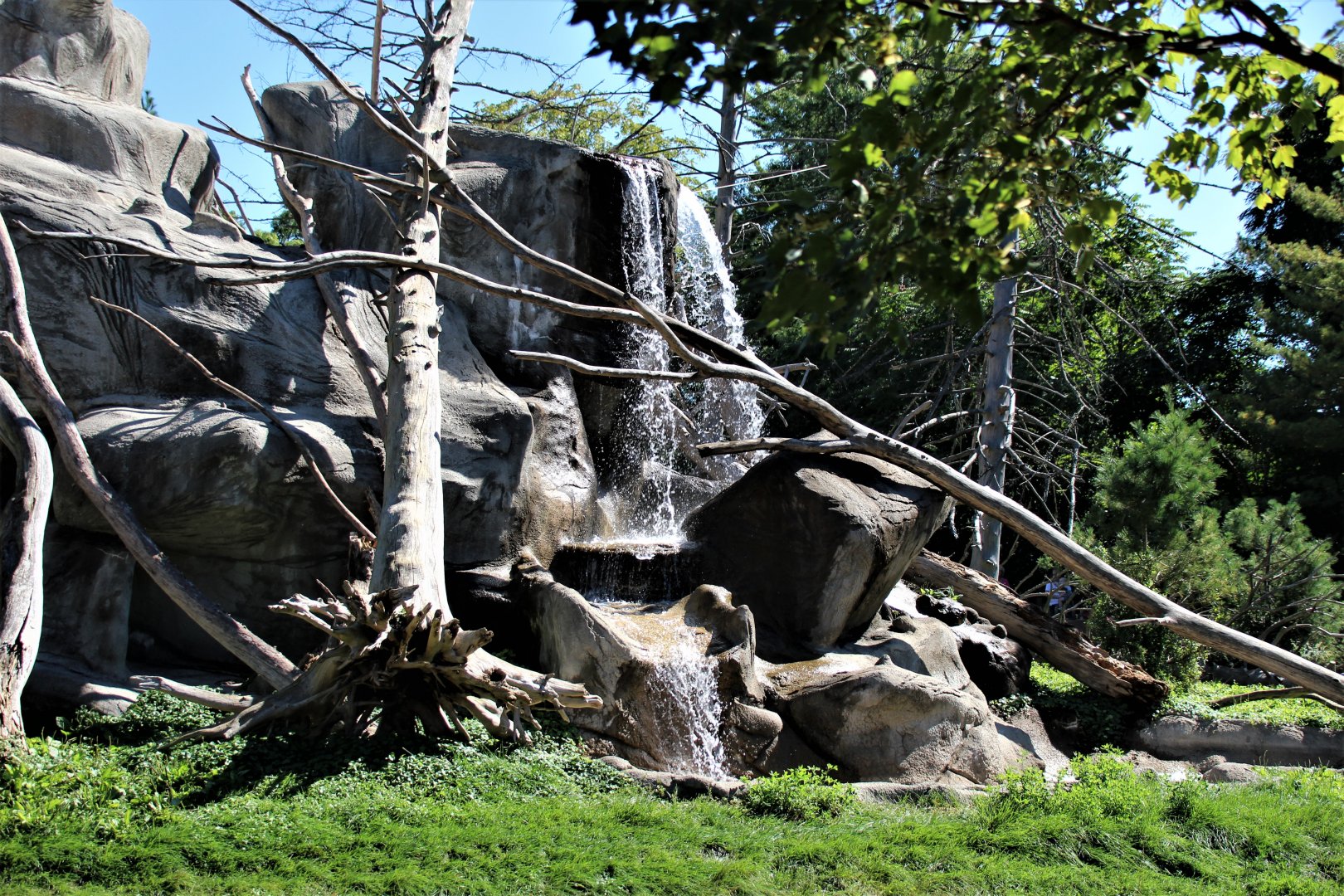 Detroit Zoo - Japanese Macaque habitat - Summer, 2016