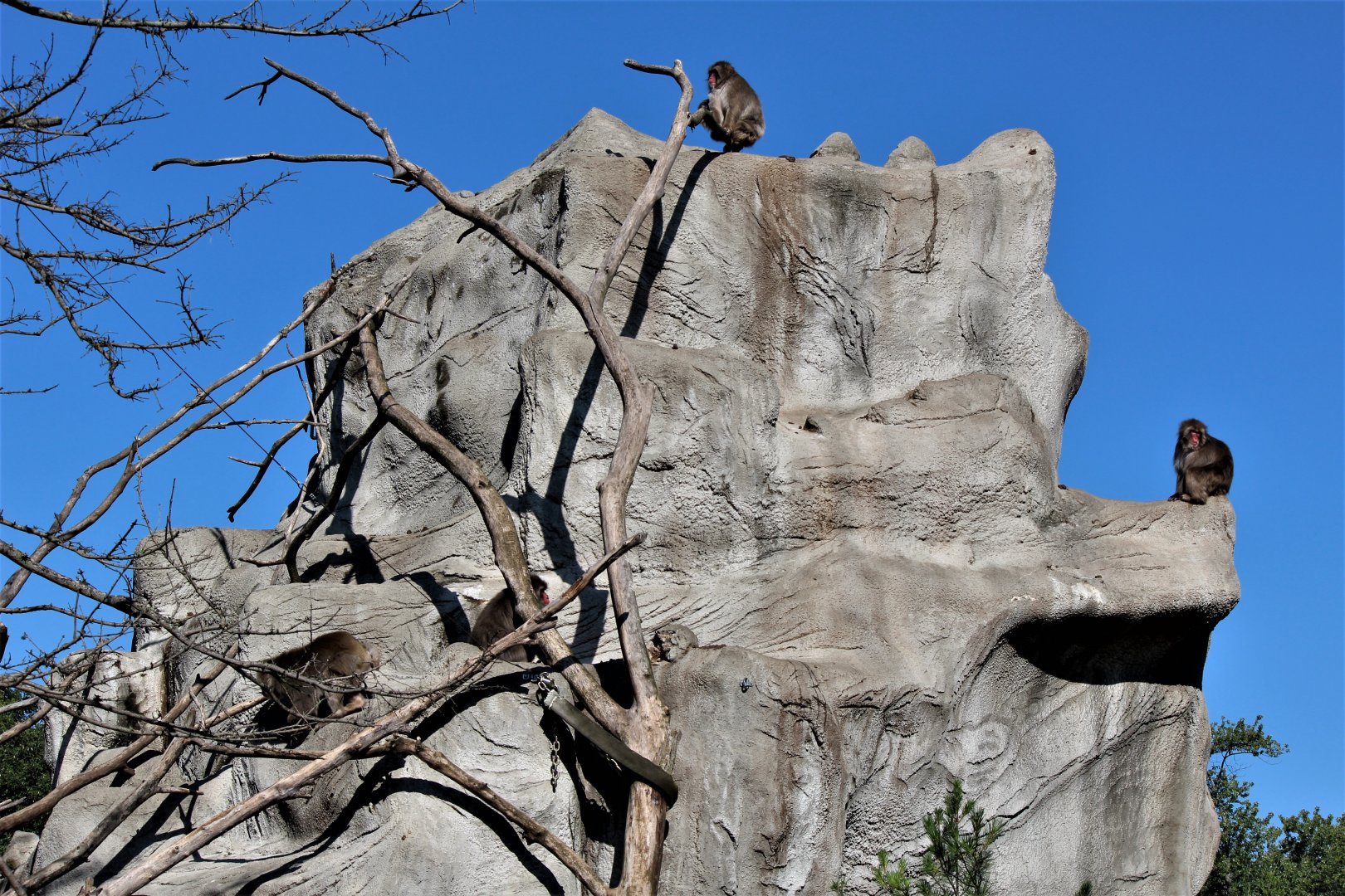 Detroit Zoo - Japanese Macaque habitat - Summer, 2016