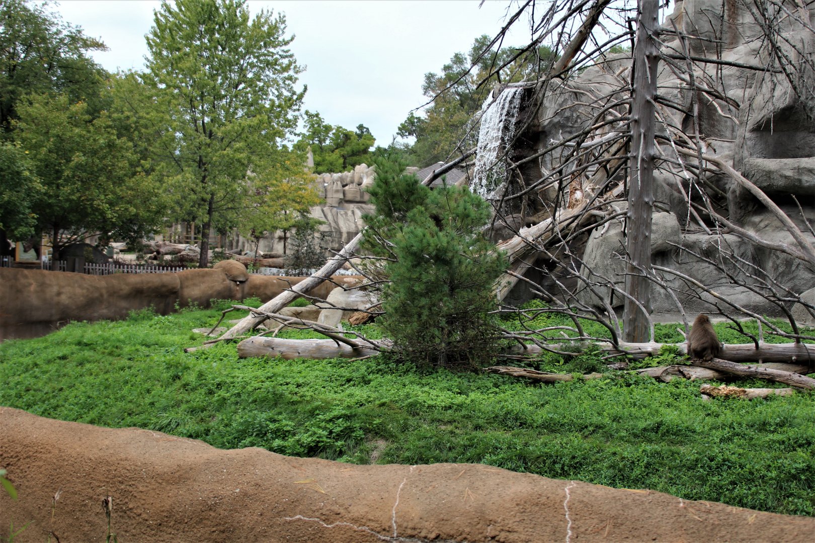 Detroit Zoo - Japanese Macaque habitat - Summer, 2016