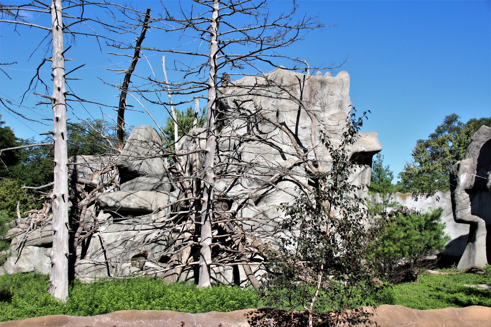 Detroit Zoo - Japanese Macaque habitat - Summer, 2016