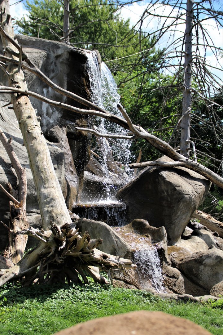 Detroit Zoo - Japanese Macaque habitat - Summer, 2016