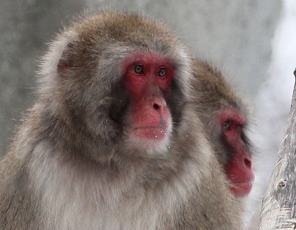Detroit Zoo - Japanese Macaques - December, 2016