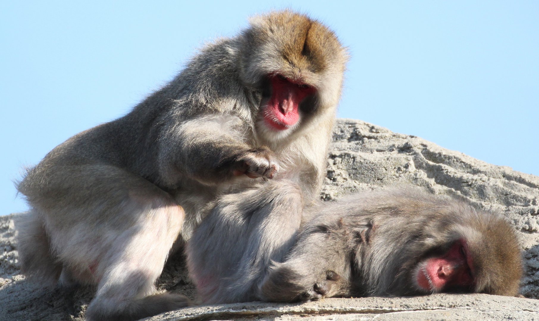Detroit Zoo - Japanese Macaques - November, 2016