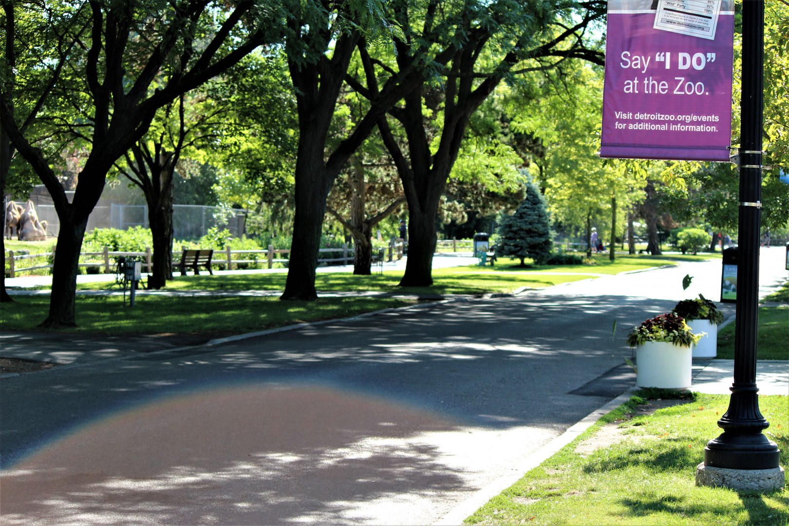 Detroit Zoo - June, 2016 - Camels, Przewalski’s horses, deer, elk enclosure on the left