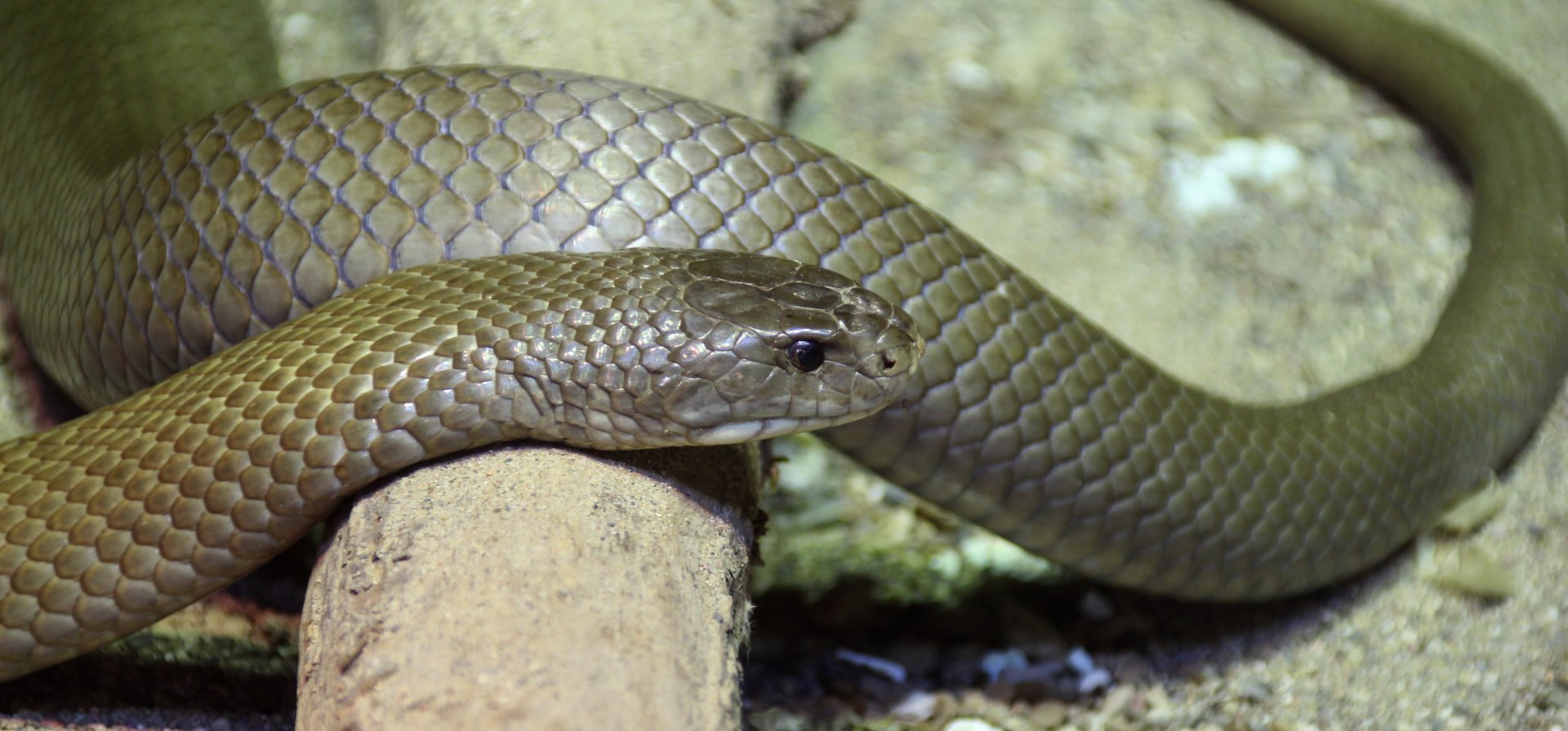 Detroit Zoo - King Brown Snake - September, 2016