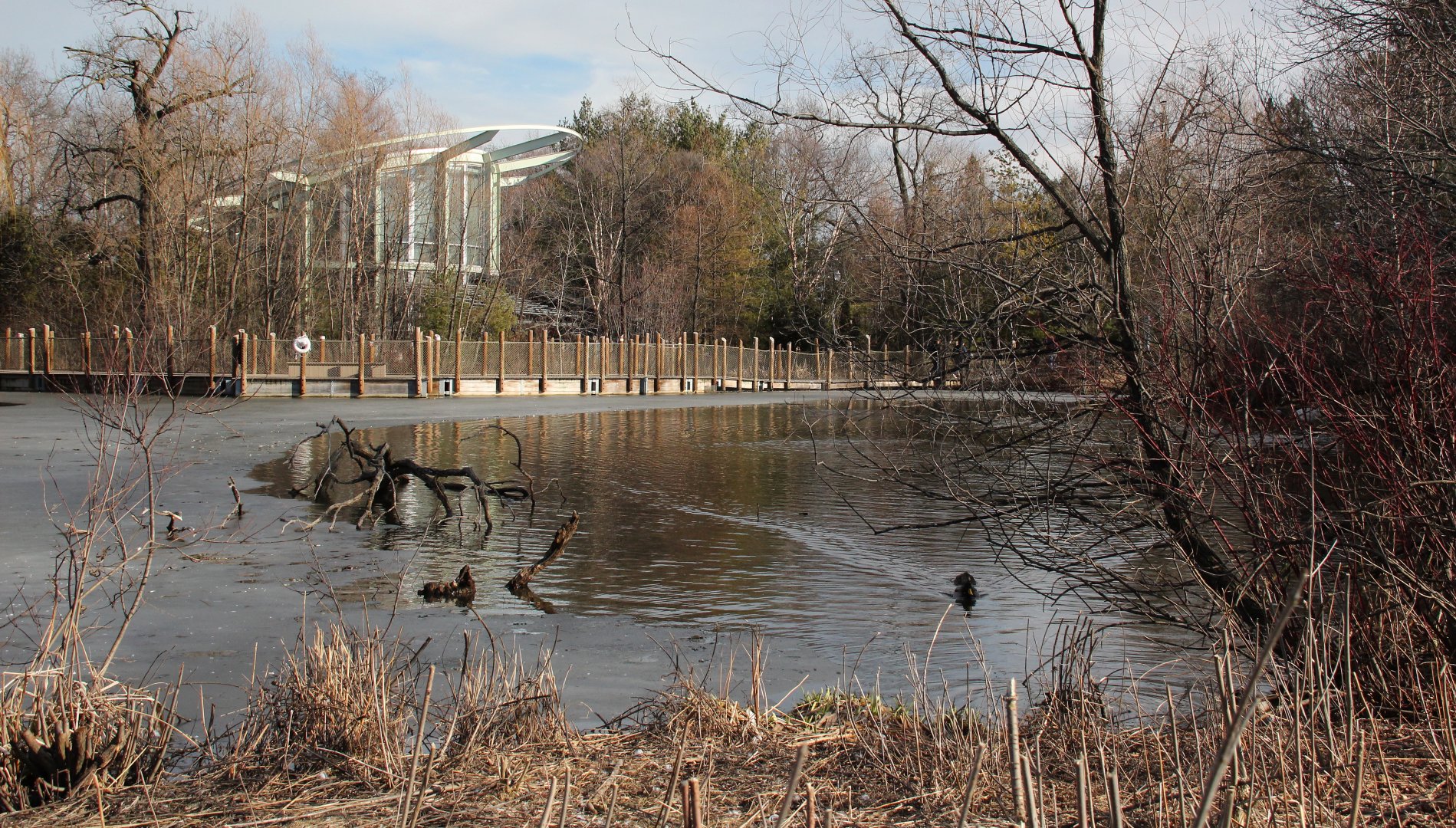 Detroit Zoo - Lake and boardwalk