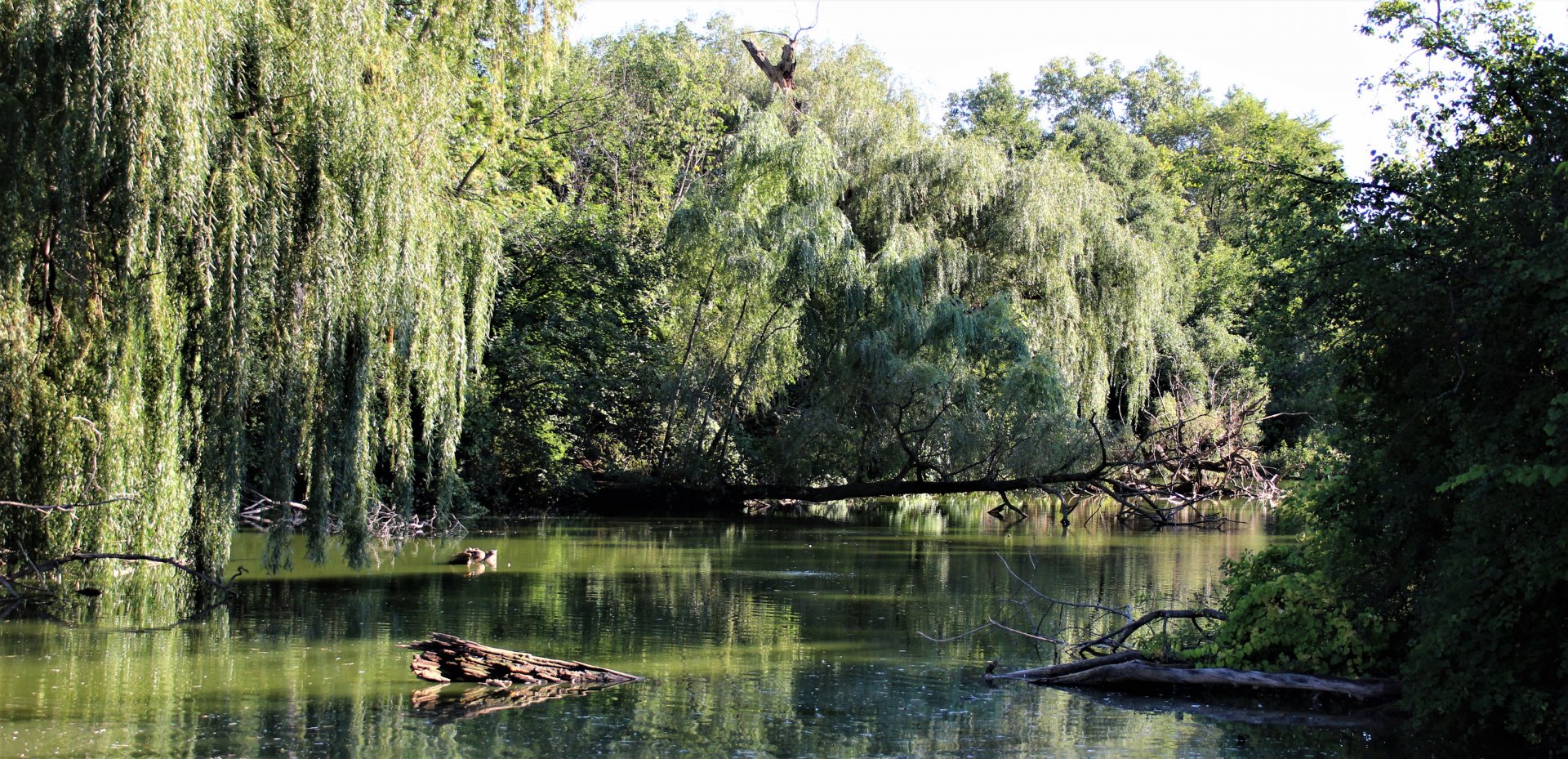 Detroit Zoo - Lake Pierson - Summer, 2016