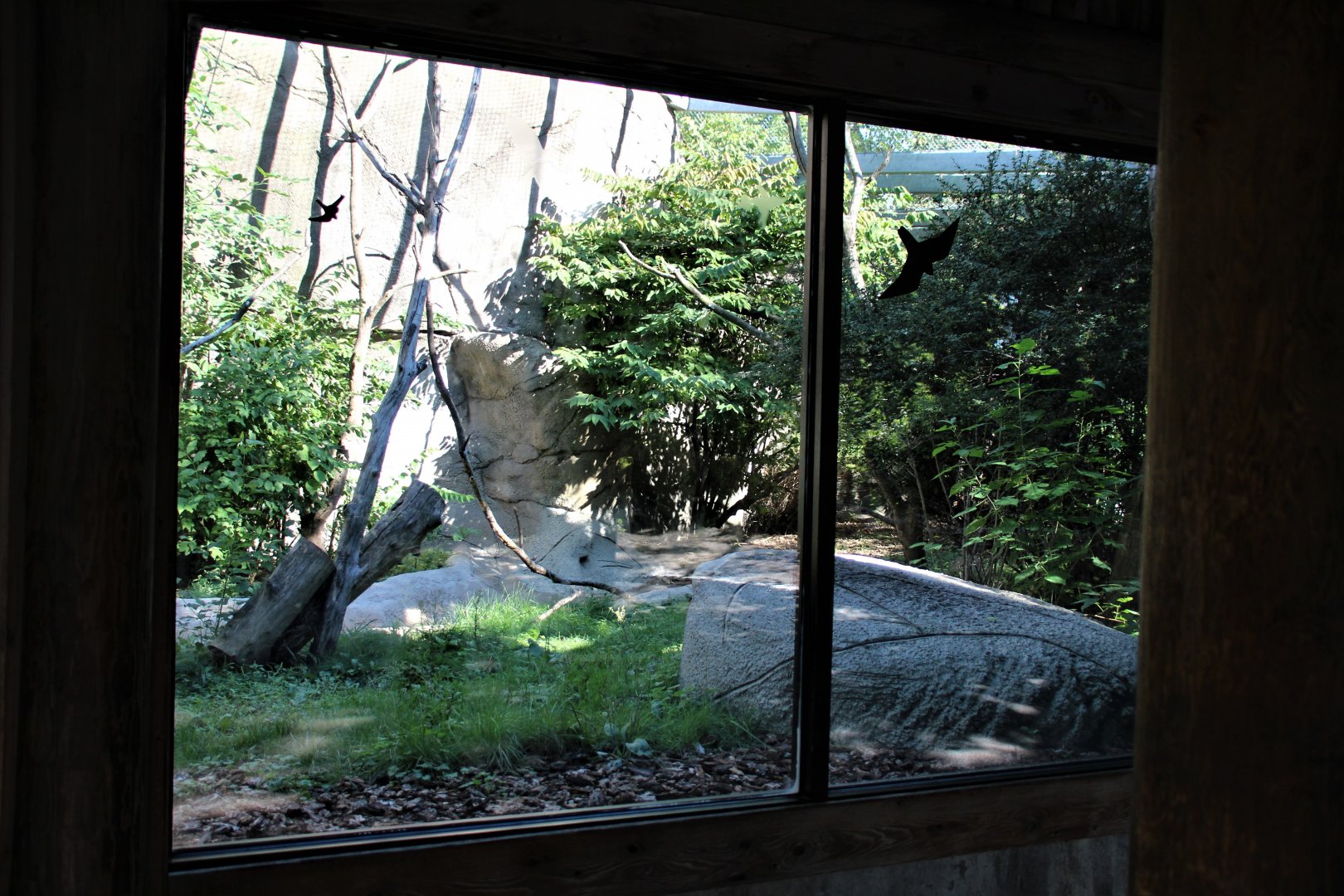 Detroit Zoo - Lemur enclosure - Summer, 2016