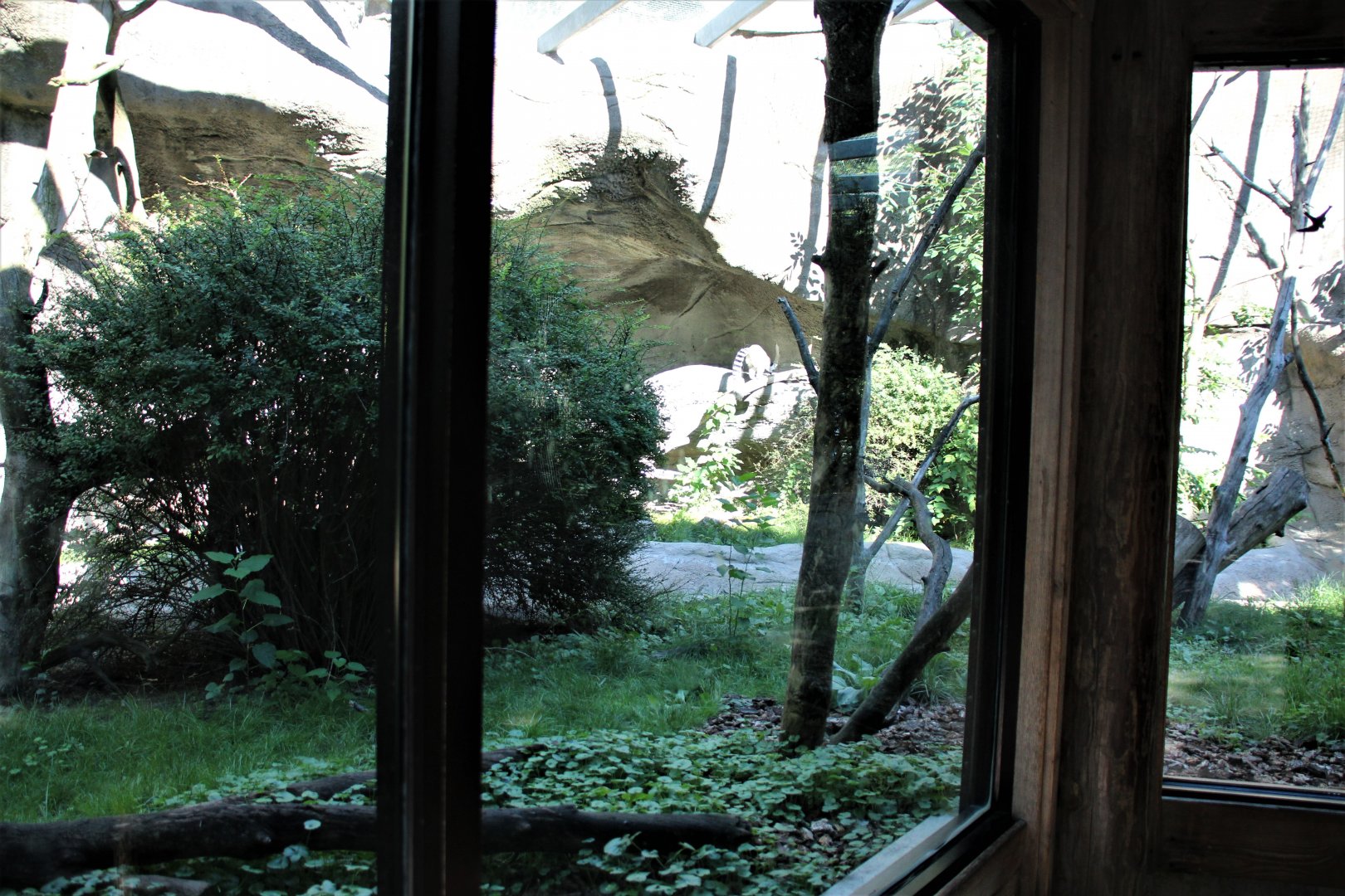 Detroit Zoo - Lemur enclosure - Summer, 2016