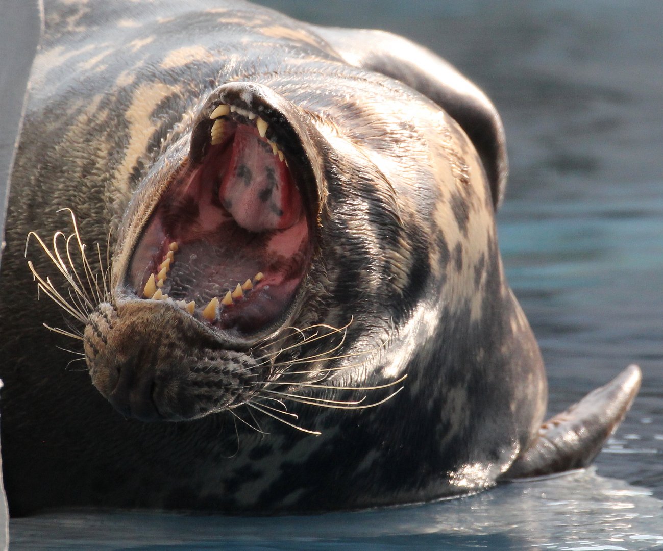 Detroit Zoo - Leopard(?) Seal / Arctic Ring of Life - November, 2016
