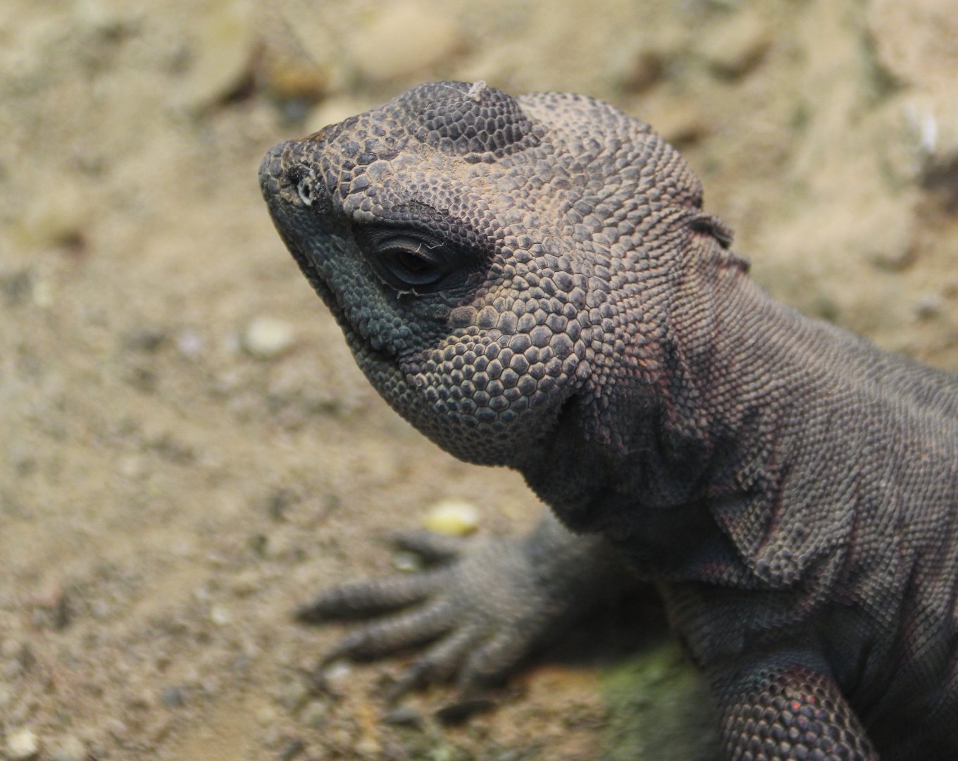 Detroit Zoo  - Mastigure uromastyx - September, 2016