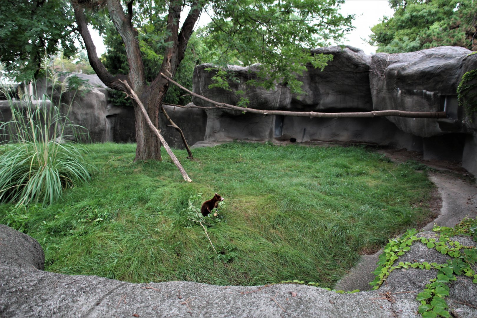 Detroit Zoo - Matschie’s Tree Kangaroo enclosure - Summer/Fall, 2016