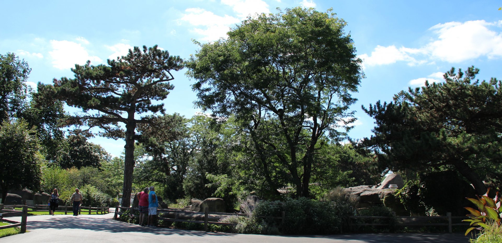Detroit Zoo - Matschie’s Tree Kangaroo enclosure - Summer/Fall, 2016