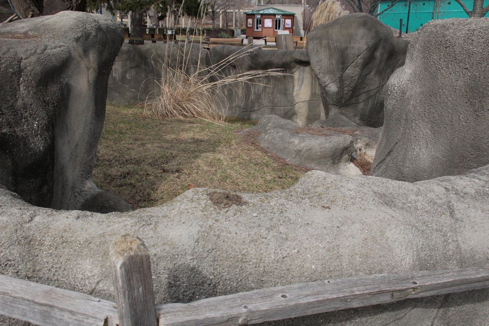 Detroit Zoo - Matschie’s Tree Kangaroo exhibit