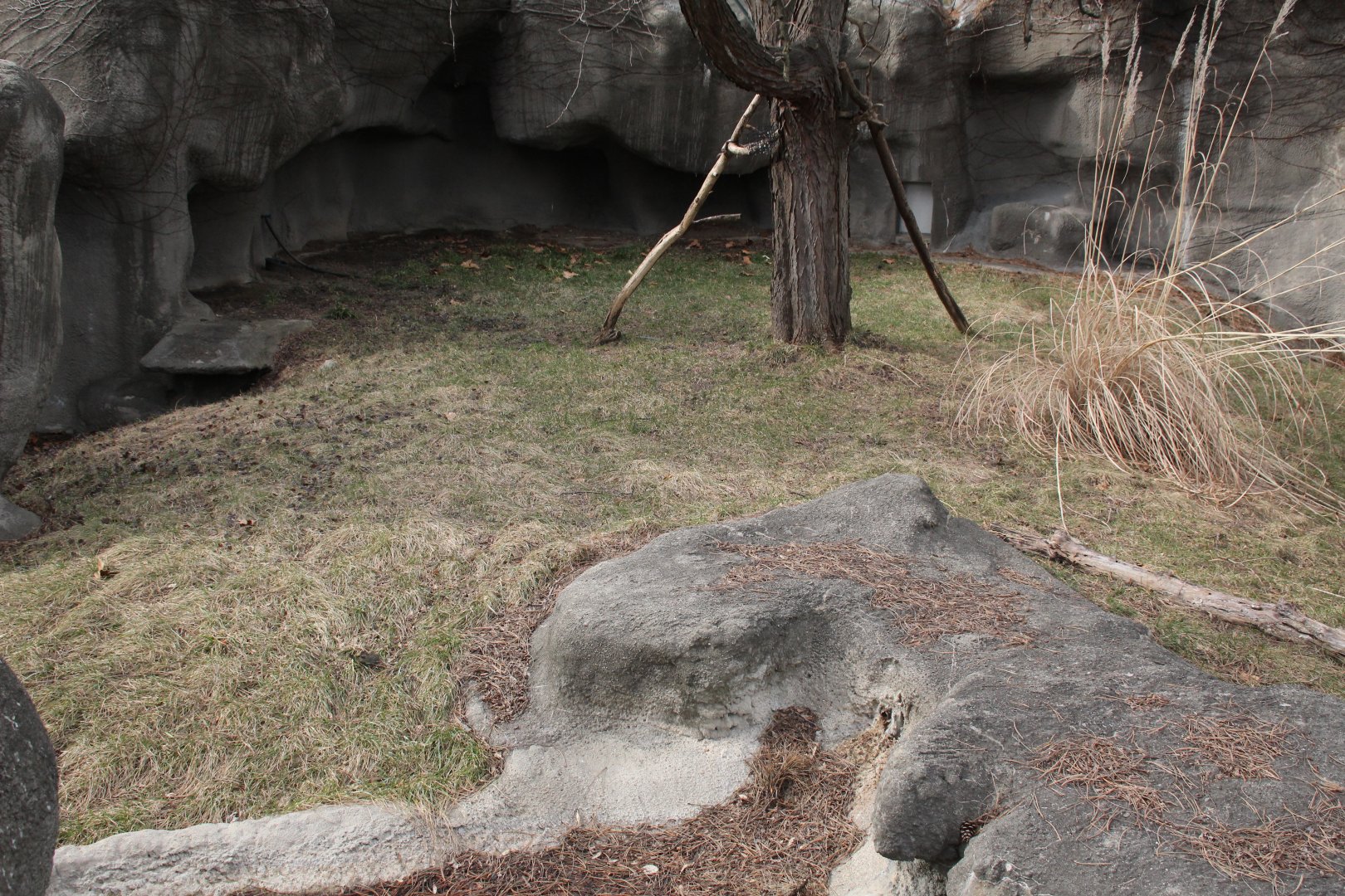 Detroit Zoo - Matschie’s Tree Kangaroo exhibit
