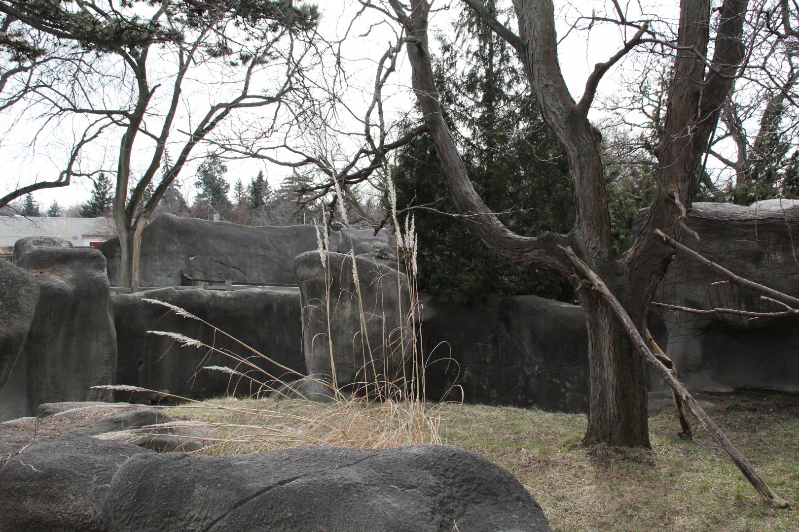 Detroit Zoo - Matschie’s Tree Kangaroo exhibit