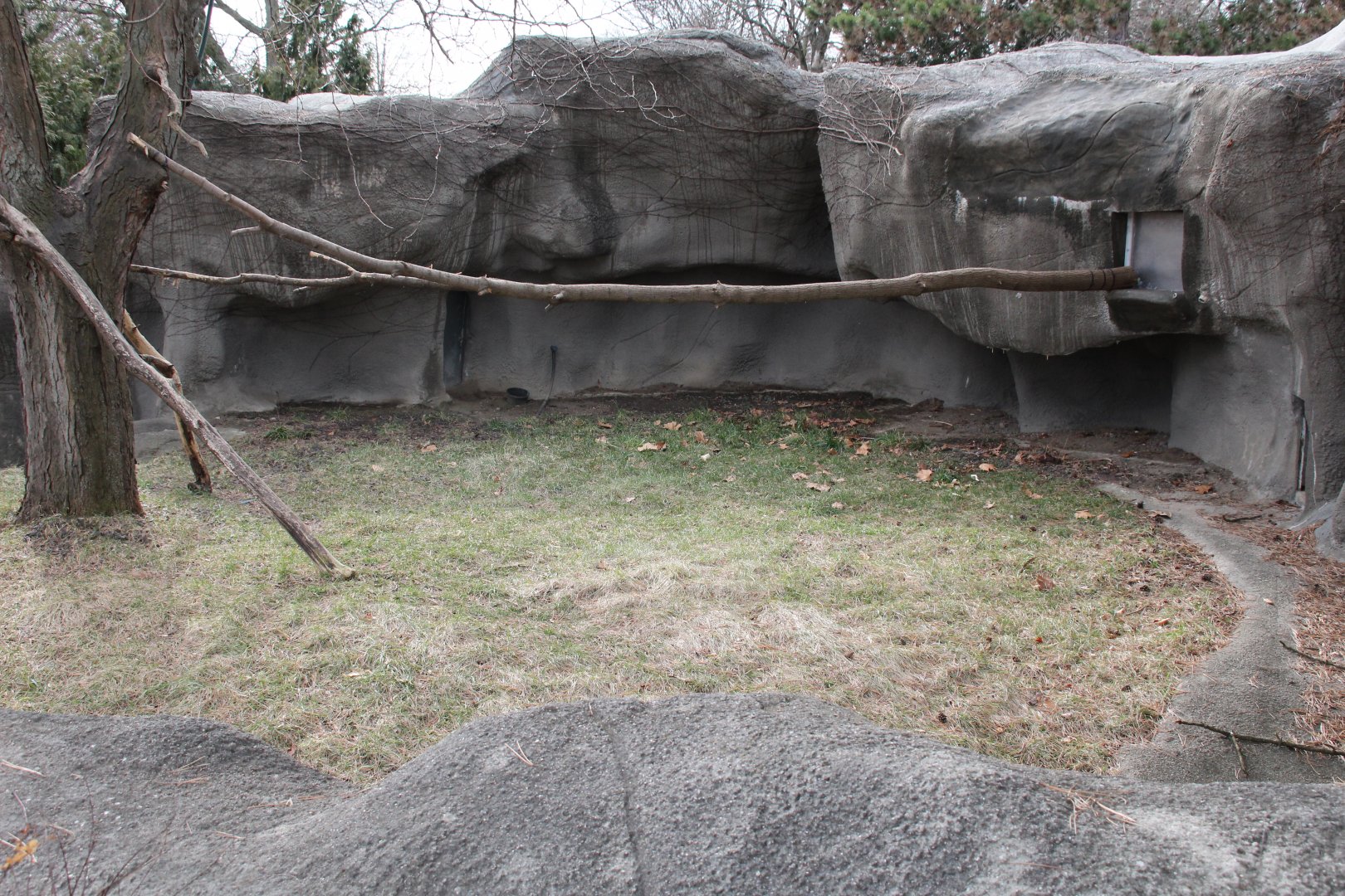 Detroit Zoo - Matschie’s Tree Kangaroo exhibit