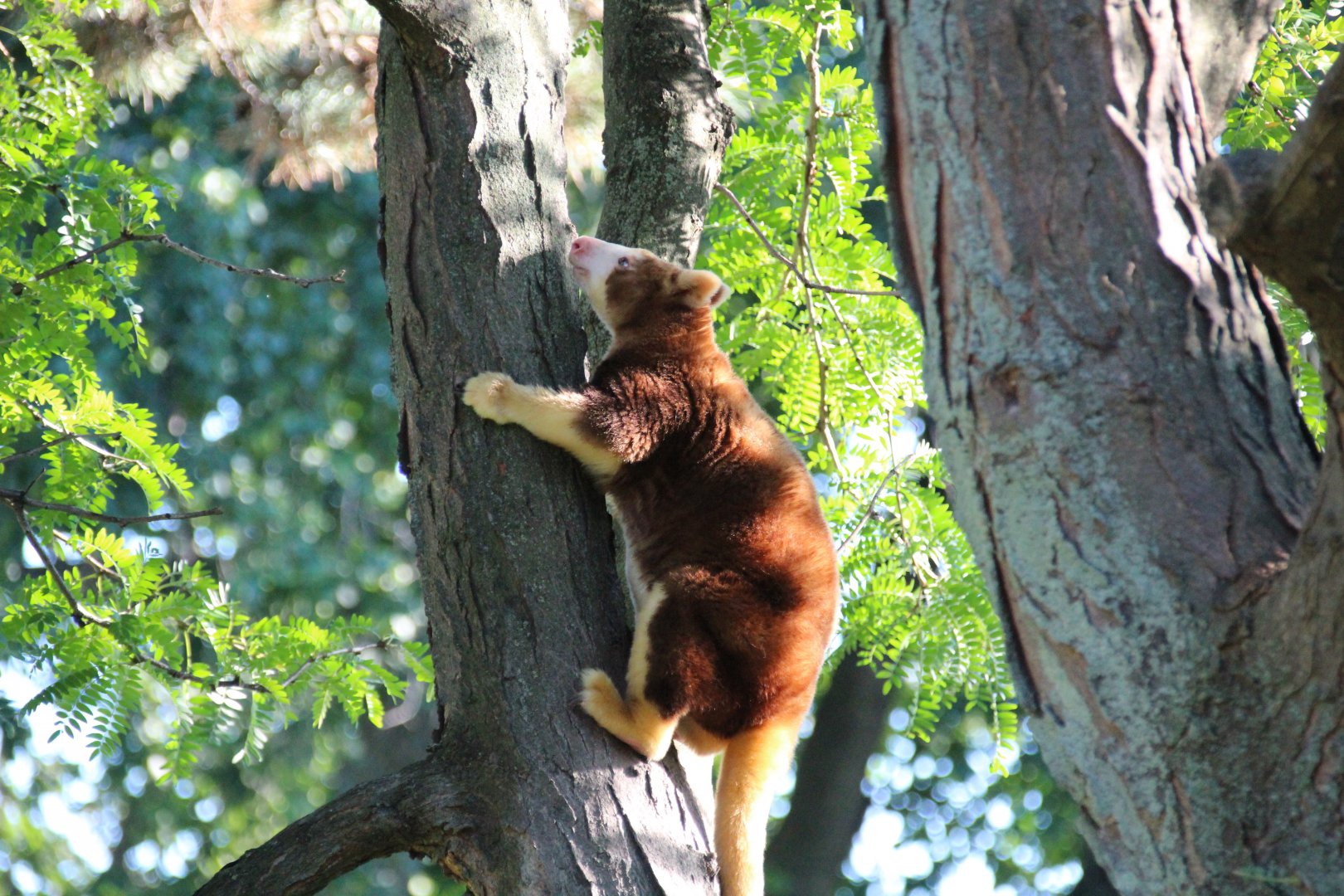 Detroit Zoo - Matschie’s Tree Kangaroo - September, 2016