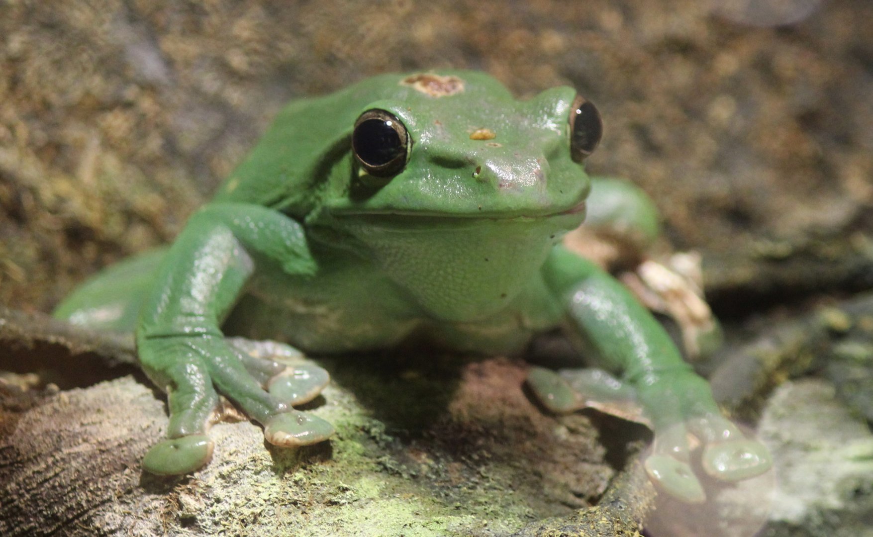 Detroit Zoo - Mexican Giant Tree Frog - August, 2016