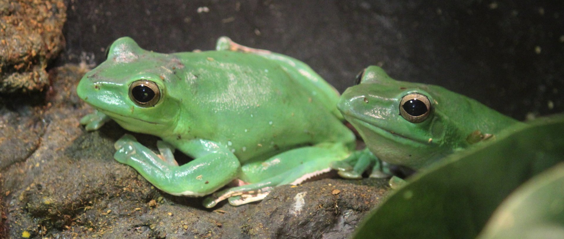 Detroit Zoo - Mexican Giant Tree Frogs - August, 2016