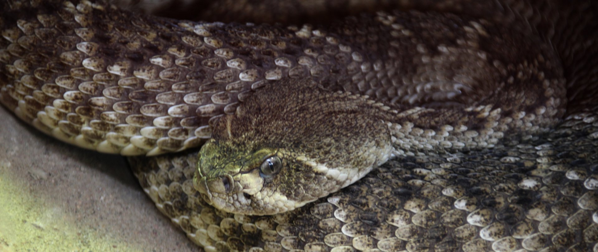 Detroit Zoo - Mexican Lance-headed Rattlesnake, I think - September, 2016