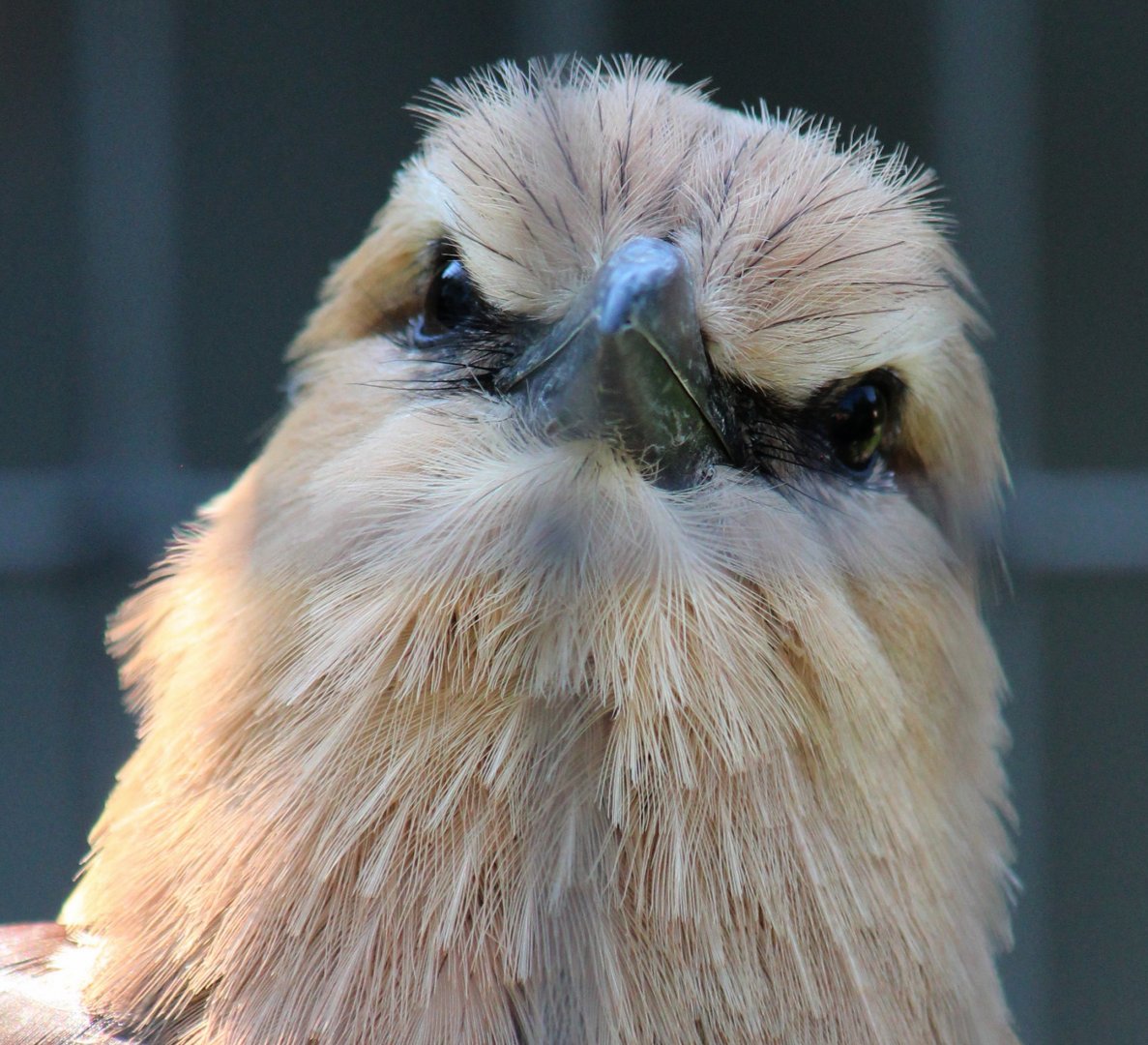 Detroit Zoo - (no signage at the exhibit that identifies this bird) - July, 2016