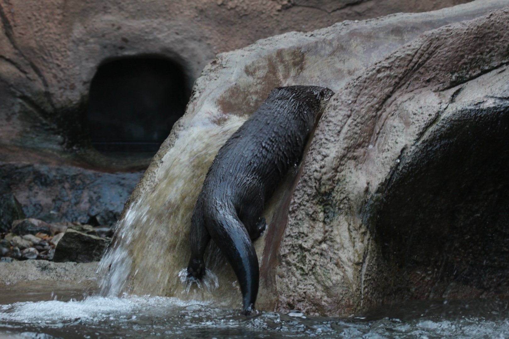 Detroit Zoo - North American River Otter - December, 2016
