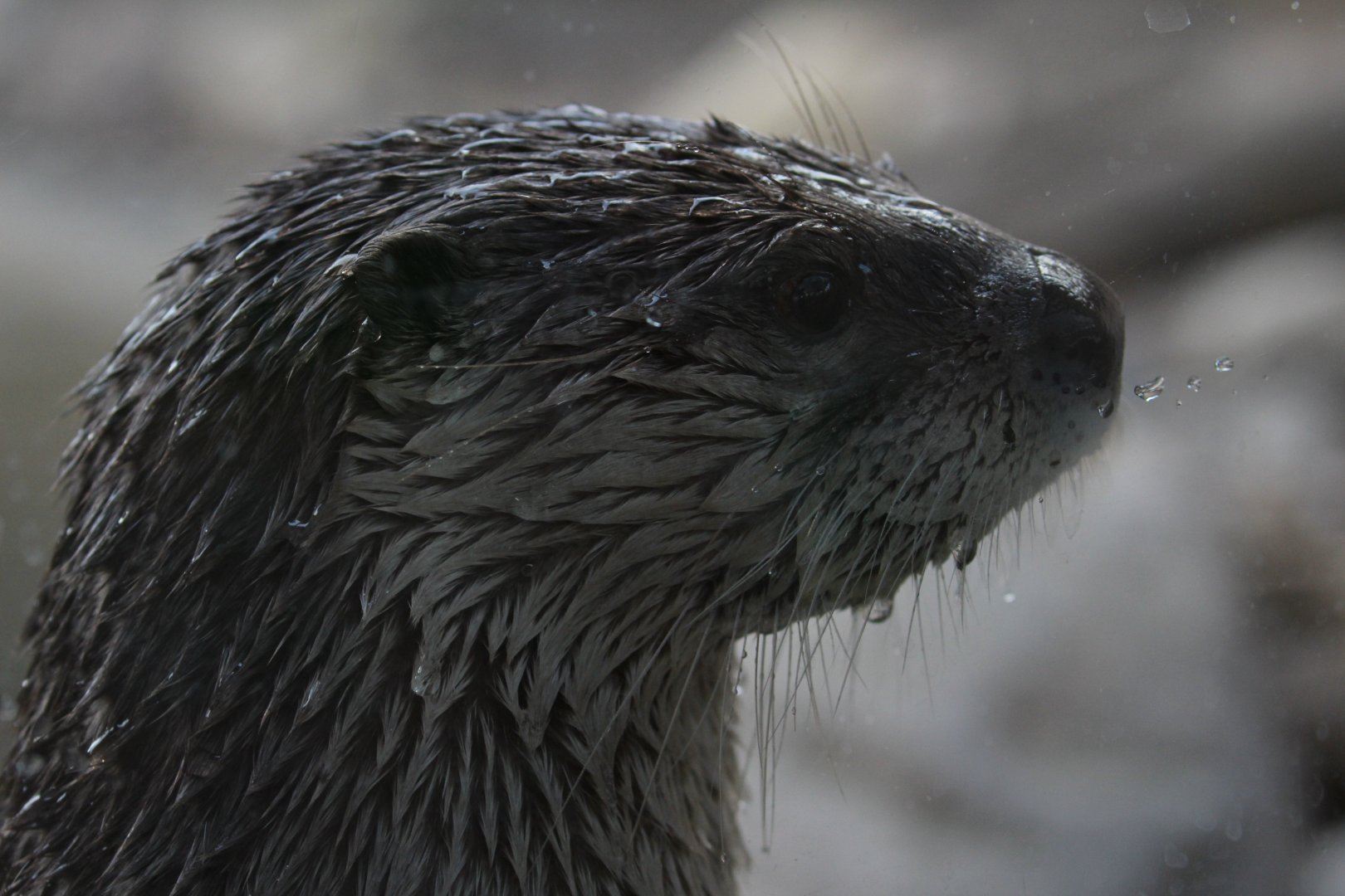 Detroit Zoo - North American River Otter - December, 2016