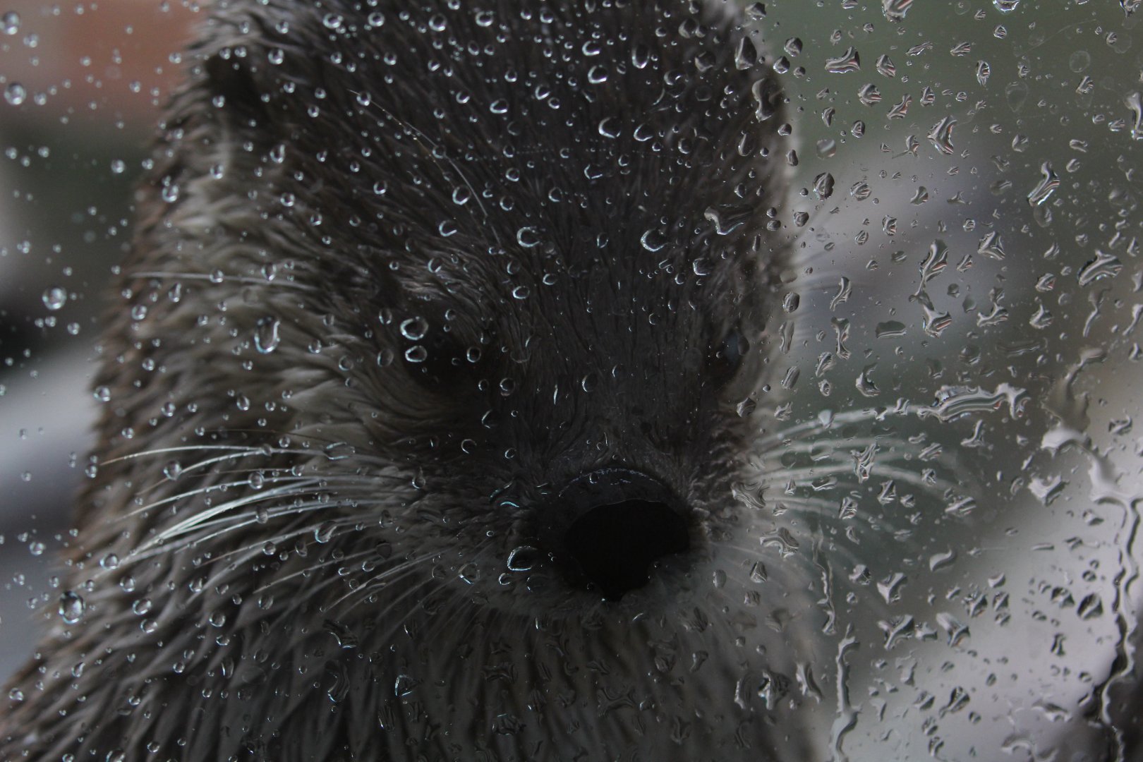 Detroit Zoo - North American River Otter-  December, 2016