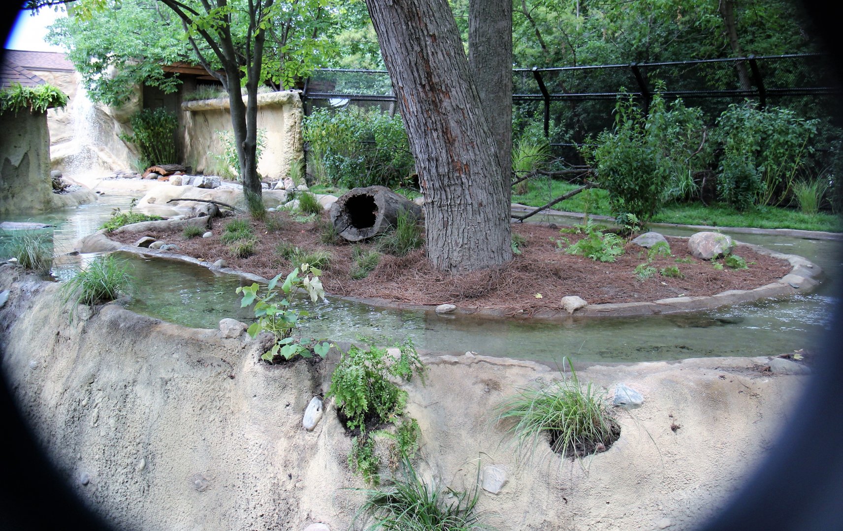 Detroit Zoo - North American River Otter Exhibit